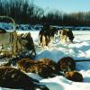 Alaska Beaver