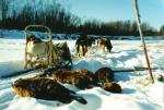 Alaska Beaver