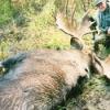Alaska Moose 2