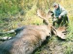 Alaska Moose 2