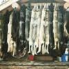 Alaska Trapline