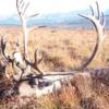 Alaska caribou 2