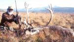 Alaska caribou 2