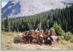 ALBERTA SHEEP 4