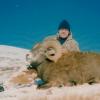 ALBERTA SHEEP 5