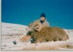 ALBERTA SHEEP 5