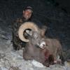 Alberta Sheep (2)