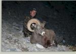 Alberta Sheep (2)
