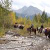 Gully-Rocky-Mtn-Sheep-3