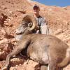 Gully-Rocky-Mtn-Sheep