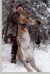 BC Cougar 3