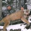 BC Cougar 6