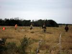 Bird Hunt 4