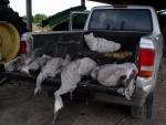 Bird Hunt 5