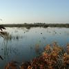 Bird Hunt 7