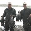 MEXICAN DUCK 17
