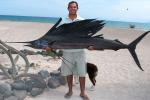 El Carmen Island Sail Fish.jpg