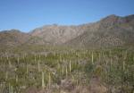 Sonora 1