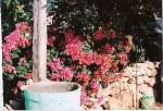 MEXICO 8