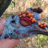 Mike-Ocellated-Turkey-6