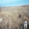 5 Dog Point
