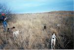 5 Dog Point