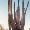 Mexico-Cactus (2)
