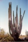 Mexico-Cactus (2)