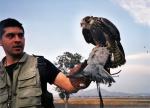 Mexico-Peregrine Falcon