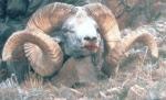 Alti Argali