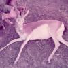 Black Tail Gazelle