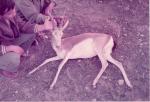 Black Tail Gazelle