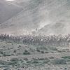 Herd of Wild Camels