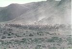 Herd of Wild Camels