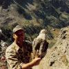 Nepal-Latham-Himalayan snow cock