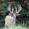 Ohio-Bucks-3