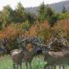 Ohio-Bucks-4