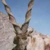 PAKISTAN suleman_markhoR