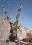 PAKISTAN suleman_markhoR