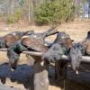 Capercaillie 2