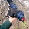 Russia-Black-Cock