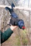 Russia-Black-Cock