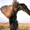 Russia-Capercaillie