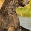 Russia-Giant-Kamchatka-Bear