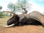 Manrique's Elephant