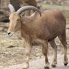 Aoudad-2