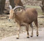 Aoudad 2.jpg
