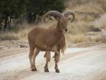 Aoudad Sheep.jpg