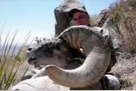 Desert Sheep #2