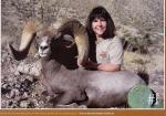 Texas Bighorn Sheep #1